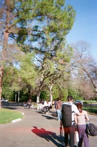 People walking along a tree-lined path in a park on a sunny day