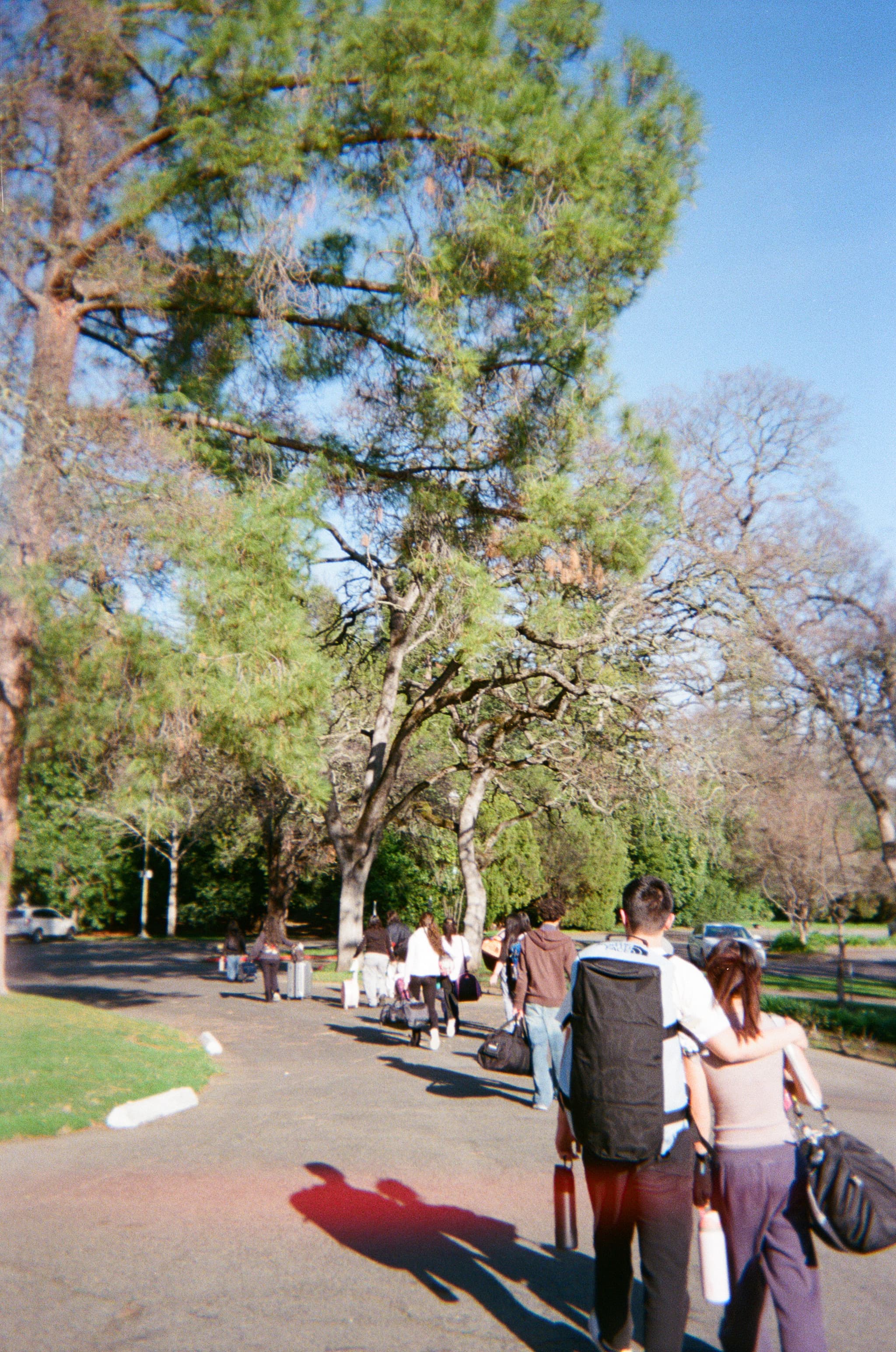 People walking along a tree-lined path in a park on a sunny day