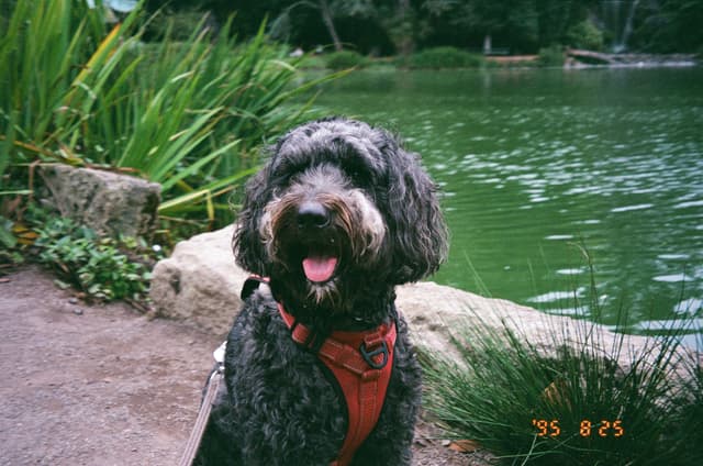 A fluffy dog with a dark coat sits on a path by a pond, wearing a red harness. The background features lush greenery and a calm body of water