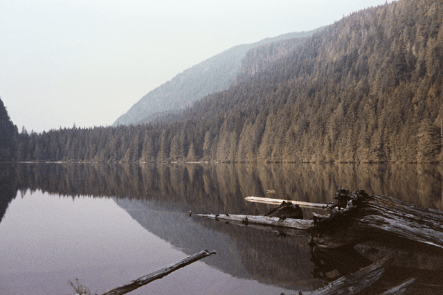 A tranquil lake with a mirrored reflection of dense forests and rolling hills under a misty sky, featuring fallen logs in the foreground