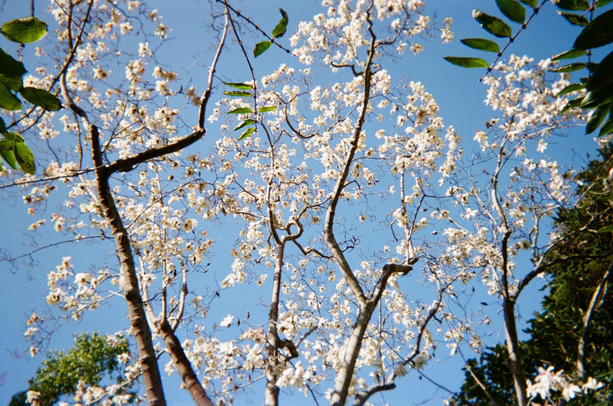 Branches of a tree with white blossoms against a clear blue sky, surrounded by green leaves