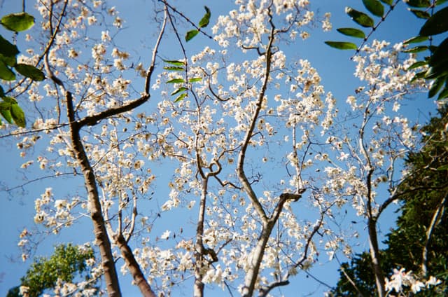 Branches of a tree with white blossoms against a clear blue sky, surrounded by green leaves