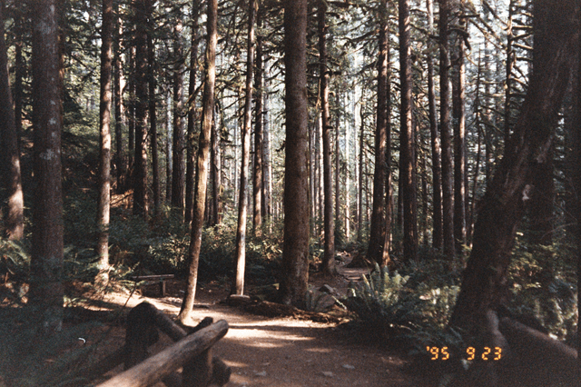 A forest with tall, slender trees and a dirt path surrounded by lush greenery. The sunlight filters through the canopy, creating a serene and inviting atmosphere