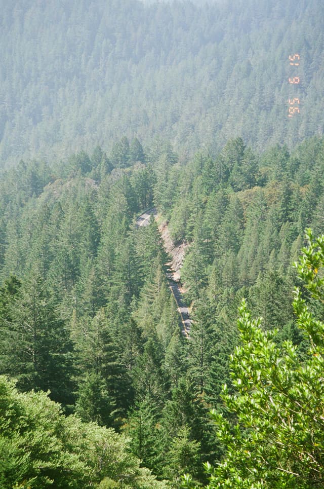 A dense forest with a narrow, winding road cutting through the trees, surrounded by lush greenery and a mountainous backdrop