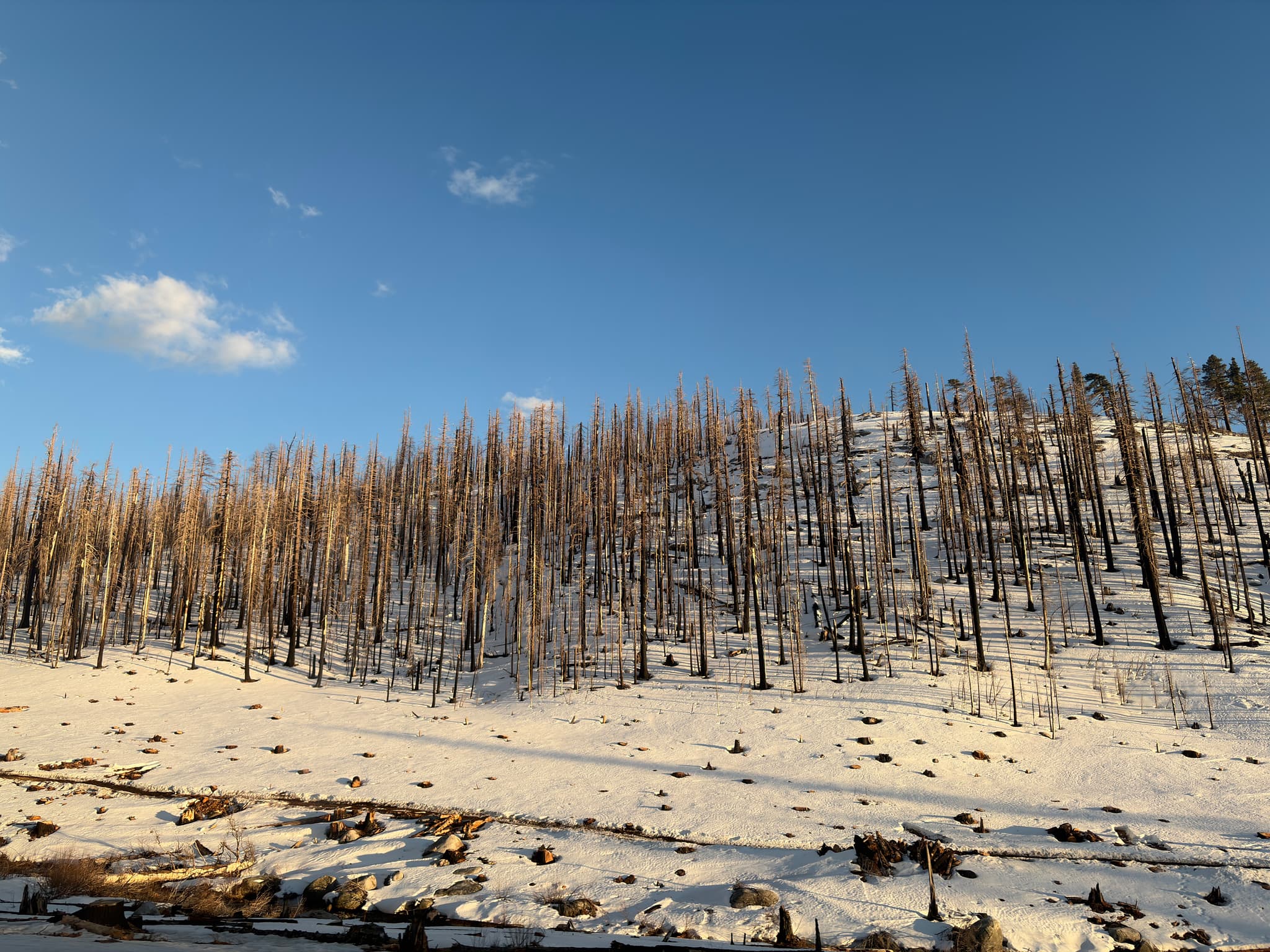Snow-covered hillside with charred, leafless trees from a forest fire under a bright blue sky with scattered clouds