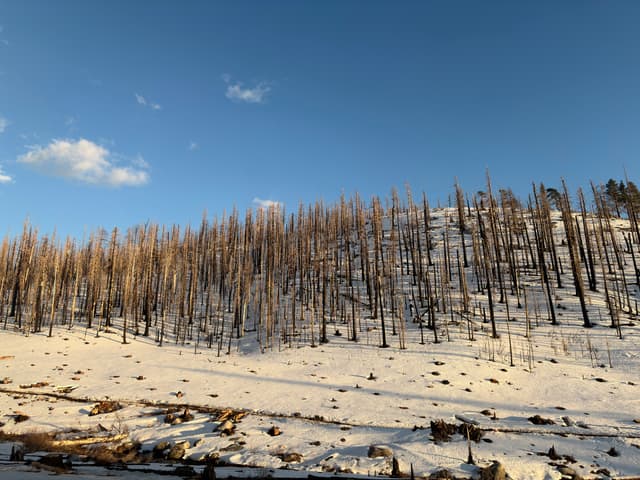 Snow-covered hillside with charred, leafless trees from a forest fire under a bright blue sky with scattered clouds