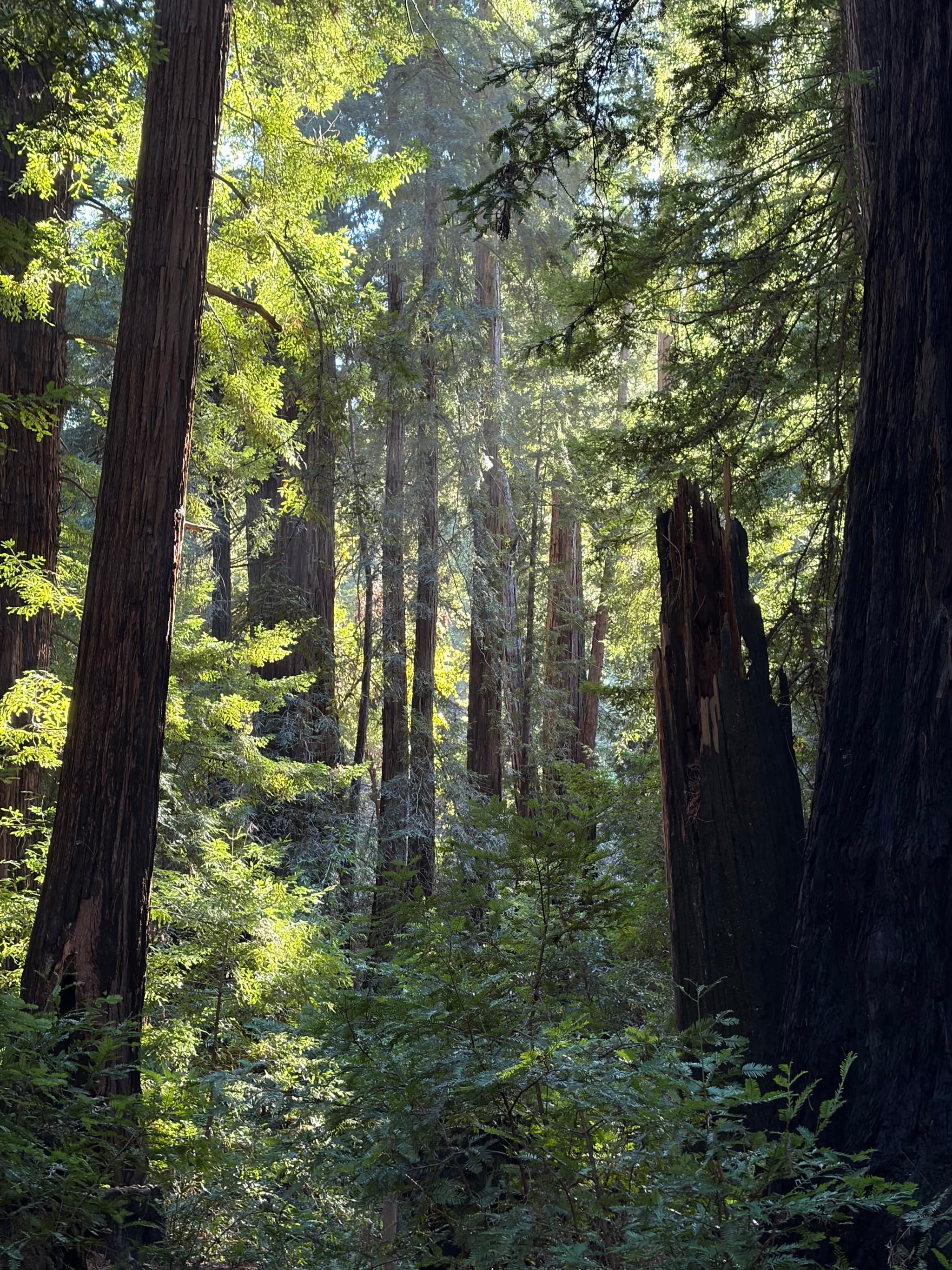 Sunlit forest with tall tree trunks and dense green undergrowth, dappled light filtering through the canopy