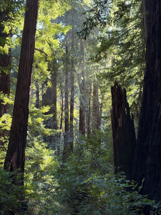 Sunlit forest with tall tree trunks and dense green undergrowth, dappled light filtering through the canopy